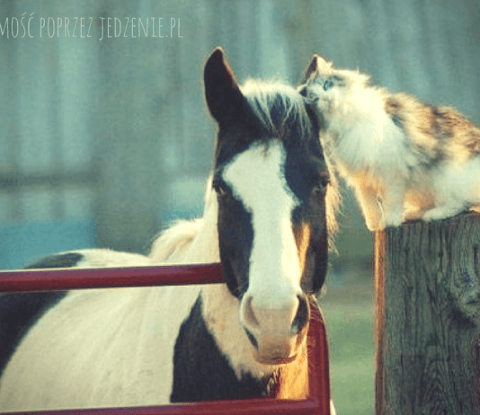 Jak chwalić zwierzęta